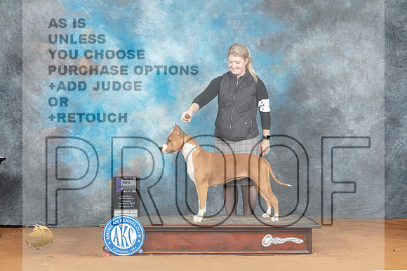 American Staffordshire Terrier #20 WBM Judge Philip Briasco_MJ_6082_NRKC2023_HR3