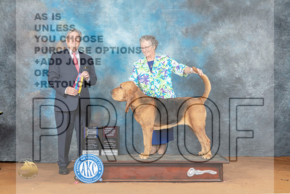 Bloodhound #6 Sat BOWBOBOHBOB Judge Jon Steele_MJ_6017_NRKC2023_HR3