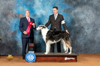 Borzoi #10 Sat G2 Judge Jon Steele