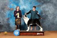 Central Asian Shepherd #5 Sat MG3 Judge Judy Wade