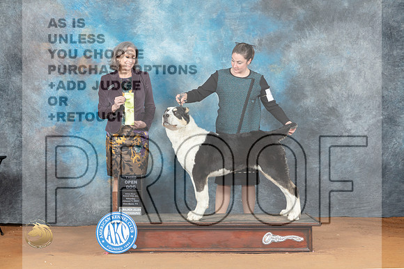 Central Asian Shepherd #5 Sat MG3 Judge Judy Wade_MJ_5805_NRKC2023_HR3