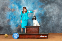 English Cocker Kathy