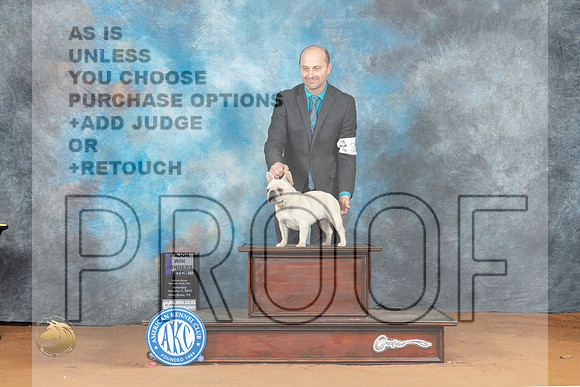 French Bulldog #28 Sat WBM Judge Ronald Horn_MJ_6063_NRKC2023_HR3