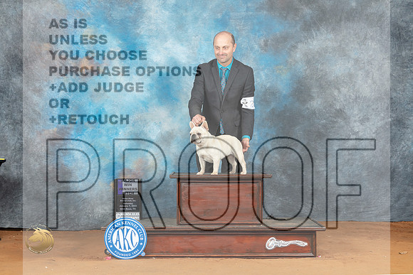 French Bulldog #28 Sat WBM Judge Ronald Horn_MJ_6064_NRKC2023_HR3