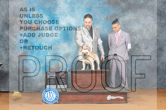 French Bulldog #49 SDOHBOB Judge Ronald Horn_MJ_6058_NRKC2023_HR3