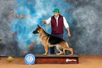 German Shepherd Dog Sergio
