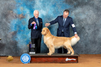Golden Retriever #29 Sat WDCh Judge Ted Eubank