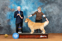 Golden Retriever #5 Sat BOB Judge Ted Eubank
