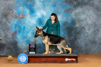Golden Retriever Dog #5 RWD Judge Steve Keating