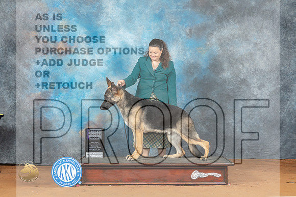 Golden Retriever Dog #5 RWD Judge Steve Keating_MJ_5995_NRKC2023_HR3