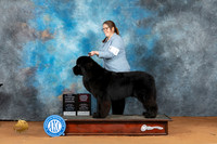 Newfoundland #11 Sat BOWOHBOBCh Judge John Lucas