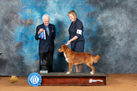 Nova Scotia Duck Tolling Retriever #11 Sat BOWCh Judge Ted Eubank