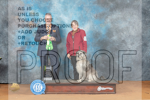 Pyrenean Shepherd #18 Sat Rally Ch_MJ_5978_NRKC2023_HR3