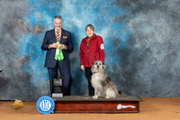 Pyrenean Shepherd #18 Sat Rally Ch