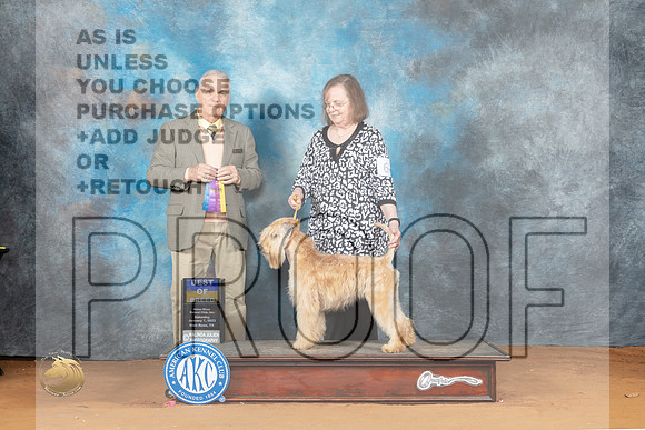 Soft Coated Wheaten Terrier #6 Sat BOB Judge Philip Briasco_MJ_6131_NRKC2023_HR3