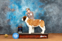 St Bernard #6 Sat BOSBOWWBCh Judge John Lucas