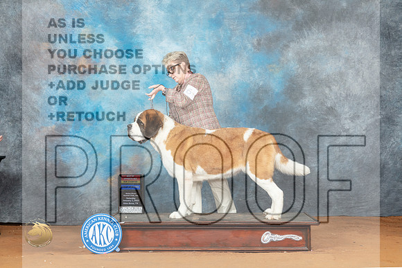 St Bernard #6 Sat BOSBOWWBCh Judge John Lucas_MJ_5843_NRKC2023_HR3