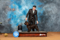 Boykin Spaniel #6 Sat G3 Judge Lori Nelson