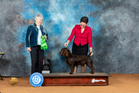 Boyking Spaniel #5 Sat BOSGCh Judge Lori Nelson