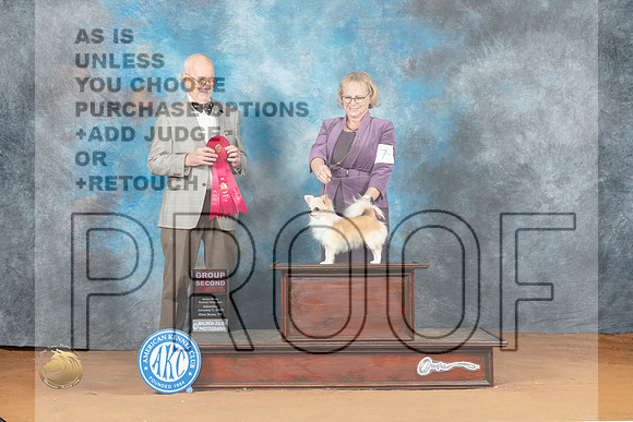 Chihuahua Long Coat #7 Sat G2 Judge Ronald Horn_MJ_6342_NRKC2023_HR3