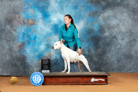 Dogo #6 Sat OHG2 Judge Steve Keating