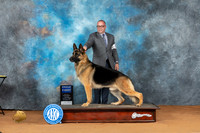 German Shepherd Dog #45 Sat G1 Judge Don Gill