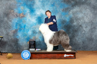 Old English Sheepdog #5 Sat OHG1 Judge Ted Eubank