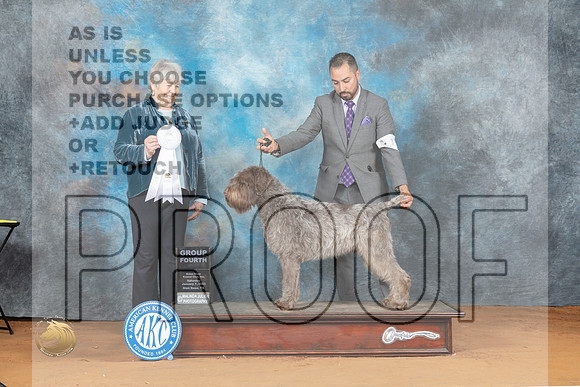Wirehaired Pointing Griffon #11 Sat G4 Judge Lori Nelson_MJ_6200_NRKC2023_HR3