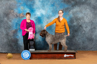Wirehaired Pointing Griffon Sat OHG1 Judge Victoria Jordan