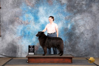 Belgian Sheepdog #5 Fri BOB Judge Mr Shish