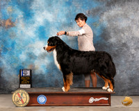 Bernese Mountain Dog #11 Fri WDBOW Judge Donnell Richards