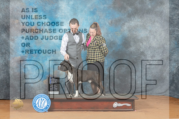 American Staffordshire Terrier #17 Sun BOWCH Judge Fred Bassett_MJ_6582_NRKC2023_HR3