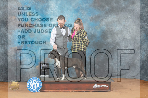 American Staffordshire Terrier #17 Sun BOWCH Judge Fred Bassett_MJ_6583_NRKC2023_HR3