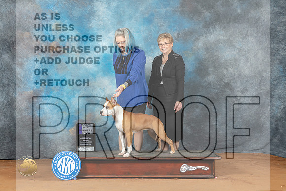 American Staffordshire Terrier #8 Sat WBM Judge Fred Bassett_MJ_6587_NRKC2023_HR3