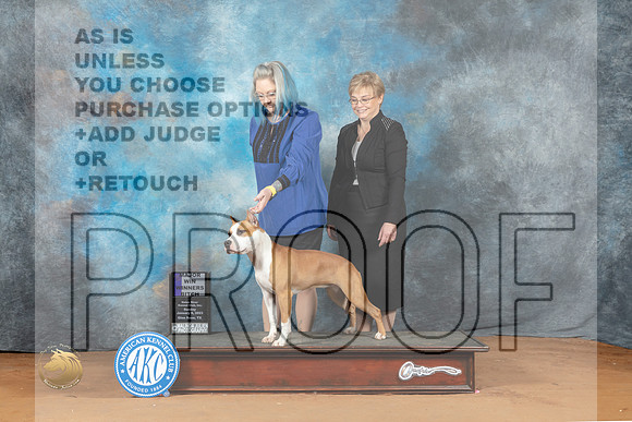 American Staffordshire Terrier #8 Sat WBM Judge Fred Bassett_MJ_6588_NRKC2023_HR3