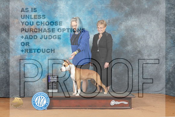 American Staffordshire Terrier #8 Sat WBM Judge Fred Bassett_MJ_6590_NRKC2023_HR3