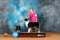 Australian Shepherd #36 Sun WBBOW Judge Nancy Griego