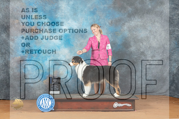Australian Shepherd #36 Sun WBBOW Judge Nancy Griego_MJ_6861_NRKC2023_HR3