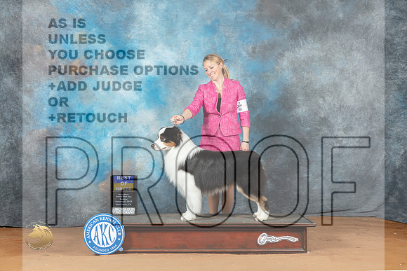 Australian Shepherd #5 Sun BOB Judge Nancy Griego_MJ_6856_NRKC2023_HR3