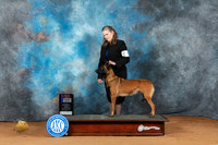 Belgian Malinois #10 Sun BOSWD Judge Steve Keating