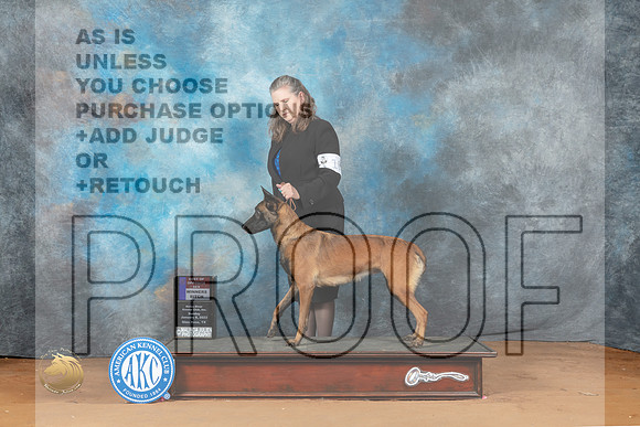 Belgian Malinois #10 Sun BOSWD Judge Steve Keating_MJ_6712_NRKC2023_HR3