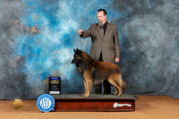 Belgian Tervuren #7 Sun BOB Judge Steve Keating