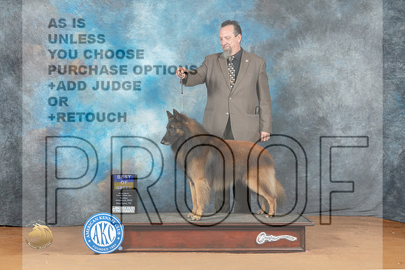 Belgian Tervuren #7 Sun BOB Judge Steve Keating_MJ_6906_NRKC2023_HR3