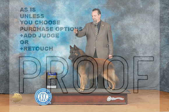 Belgian Tervuren #7 Sun BOB Judge Steve Keating_MJ_6909_NRKC2023_HR3