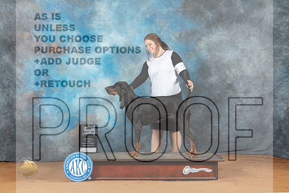 Black & Tan Coonhound #8 Sun BOBM Judge Diane Price_MJ_6991_NRKC2023_HR3