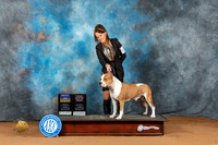 American Staffordshire Terrier #15 Sun BOBOHBOB Judge Fred Bassett
