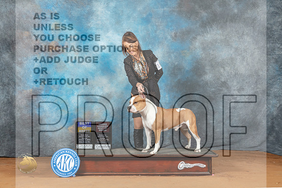 American Staffordshire Terrier #15 Sun BOBOHBOB Judge Fred Bassett_MJ_6578_NRKC2023_HR3