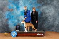 American Staffordshire Terrier #8 Sat WBM Judge Fred Bassett