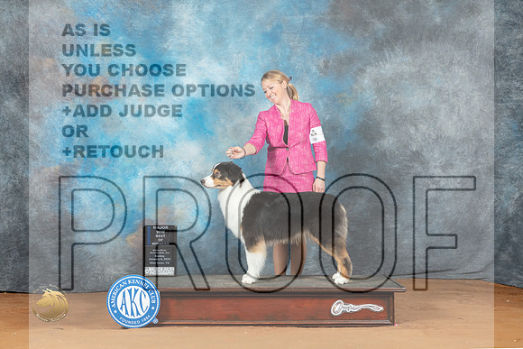 Australian Shepherd #36 Sun WBBOW Judge Nancy Griego_MJ_6860_NRKC2023_HR3