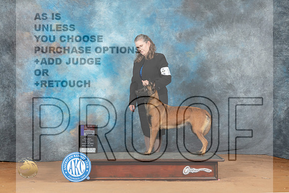 Belgian Malinois #10 Sun BOSWD Judge Steve Keating_MJ_6710_NRKC2023_HR3